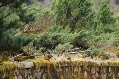 Trochalopteron morrisonianum