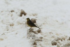 Emberiza citrinella
