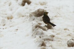 Emberiza citrinella