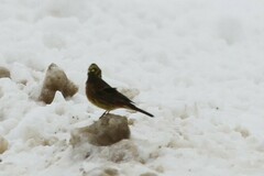 Emberiza citrinella