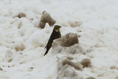 Emberiza citrinella