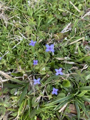 Houstonia pusilla