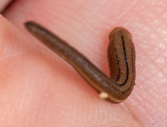 Haemadipsa picta