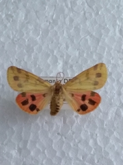 Diacrisia purpurata