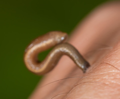 Haemadipsa picta