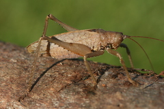 Triencentrus muticus