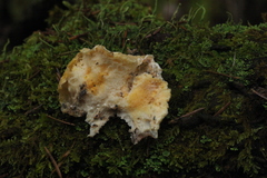 Amaropostia stiptica