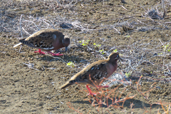 Zenaida galapagoensis