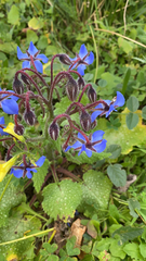 Borago officinalis