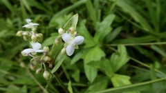 Tripogandra serrulata