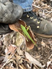 Neoconocephalus retusus