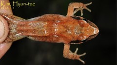 Rana huanrensis