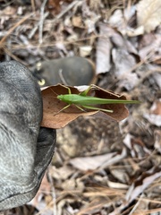 Neoconocephalus retusus