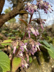 Trachystemon orientalis