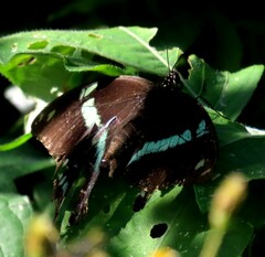 Papilio nireus