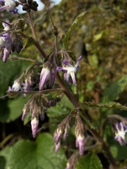 Trachystemon orientalis