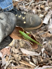 Neoconocephalus retusus