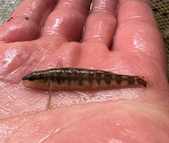 Percina nigrofasciata