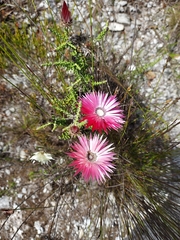 Phaenocoma prolifera