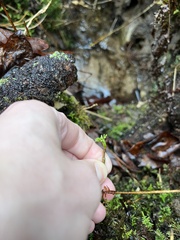 Xanthorhiza simplicissima