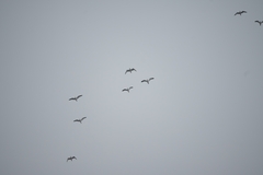 Larus argentatus