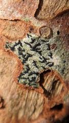 Opegrapha