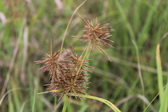 Cyperus congestus