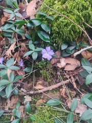 Vinca minor