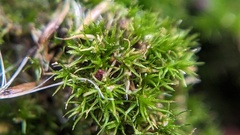 Campylopus flexuosus