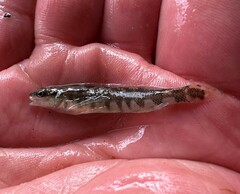 Percina nigrofasciata