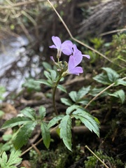 Cardamine quinquefolia