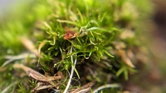 Campylopus flexuosus