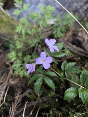 Cardamine quinquefolia