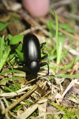 Alobates pensylvanicus