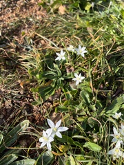Ornithogalum umbellatum