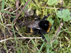 Bombus terrestris audax