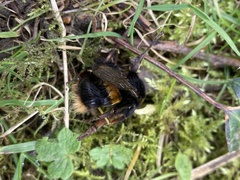 Bombus terrestris audax