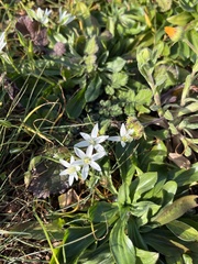 Ornithogalum umbellatum