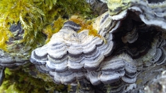 Auricularia mesenterica