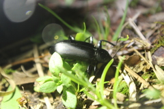 Alobates pensylvanicus