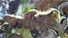 Auricularia mesenterica