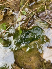 Vaucheria