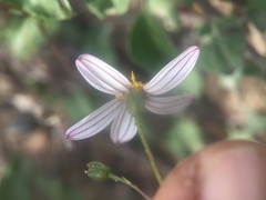 Coreocarpus parthenioides