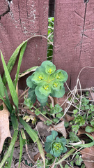 Euphorbia helioscopia