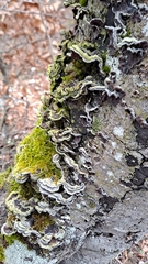 Auricularia mesenterica