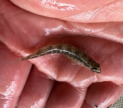 Percina nigrofasciata