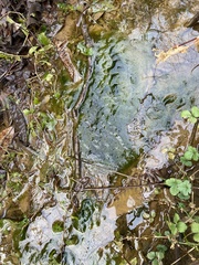 Vaucheria