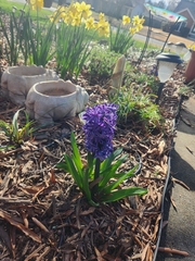 Hyacinthus orientalis