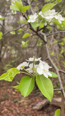 Pyrus