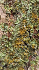 Melanelixia glabratula